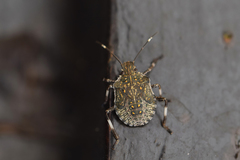 Halyomorpha halys