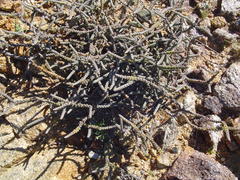 Crassula muscosa muscosa