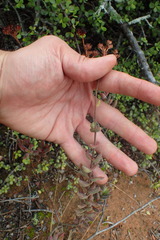 Crassula mesembryanthoides