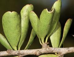 Gymnosporia maranguensis