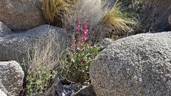 Penstemon clevelandii