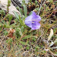 Campanula alpestris