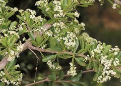 Gymnosporia maranguensis