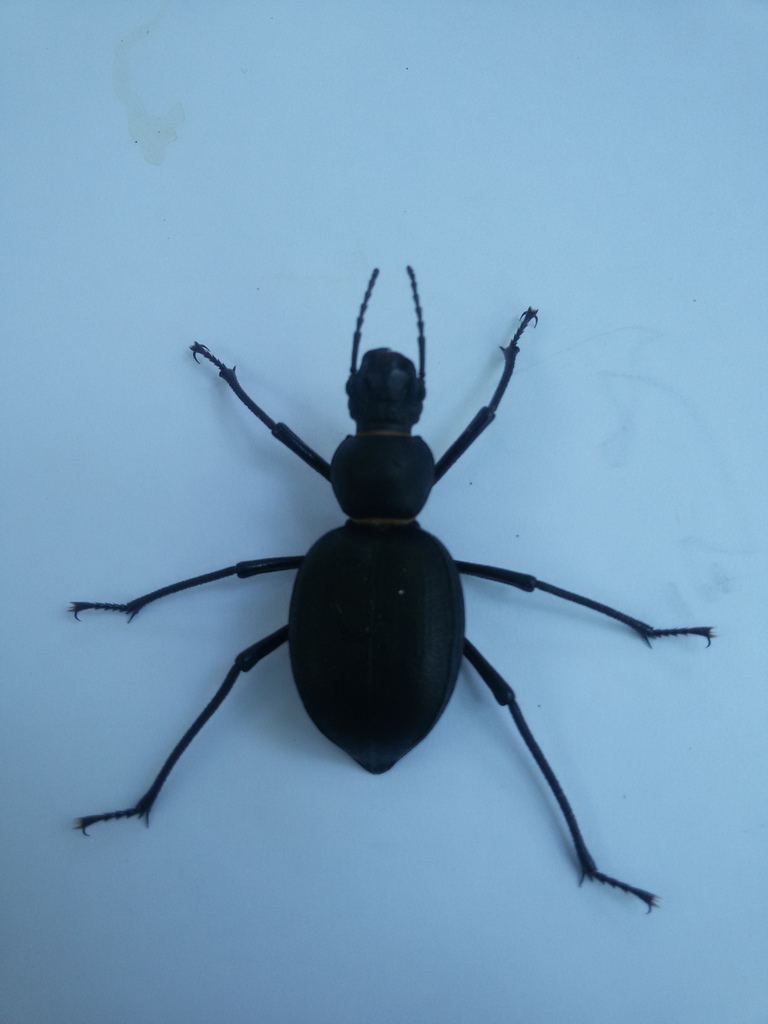 Megelenophorus