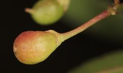 Gymnosporia maranguensis