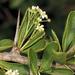 Gymnosporia maranguensis - Photo (c) Wynand Uys, algunos derechos reservados (CC BY), subido por Wynand Uys