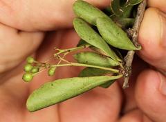 Gymnosporia maranguensis