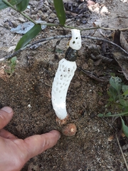 Staheliomyces cinctus