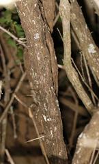 Gymnosporia maranguensis