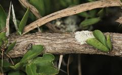 Gymnosporia maranguensis