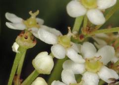 Gymnosporia maranguensis
