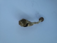 Fungi