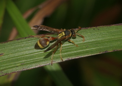 Ropalidia fasciata