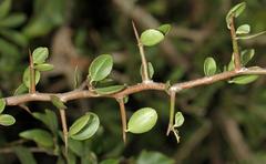 Gymnosporia maranguensis