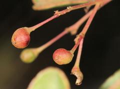 Gymnosporia maranguensis