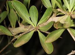 Gymnosporia maranguensis