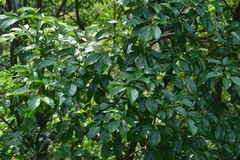 Cinnamomum micranthum