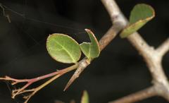 Gymnosporia maranguensis