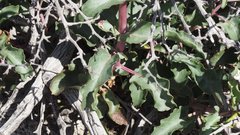 Penstemon clevelandii