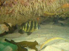 Diplodus hottentotus