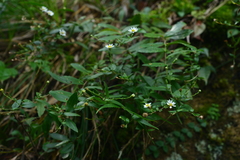 Aster taoyuenensis