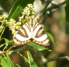 Callioratis abraxas
