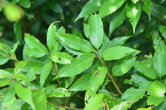Quercus salicina