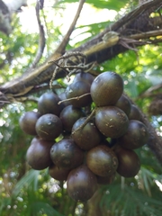Bactris major