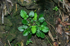 Salvia scapiformis