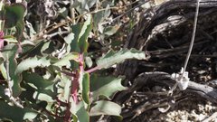 Penstemon clevelandii