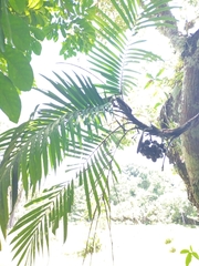Bactris major