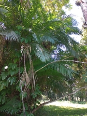 Bactris major