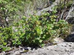 Ribes graveolens