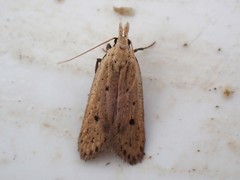 Nothris verbascella