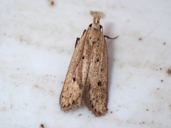 Nothris verbascella