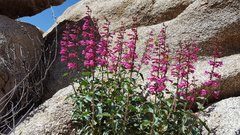 Penstemon clevelandii clevelandii