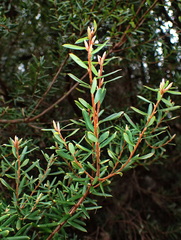 Monotoca glauca