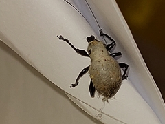 Curculionidae