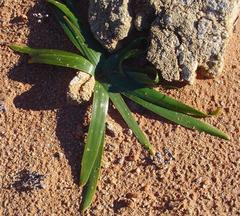 Albuca secunda