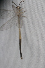 Clathroneuria coquilletti