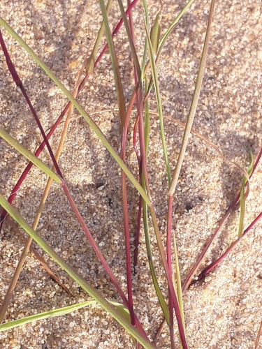 Agrostis stolonifera