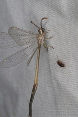 Clathroneuria coquilletti