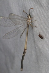 Clathroneuria coquilletti