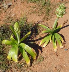 Ornithogalum xanthochlorum