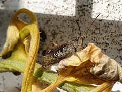 Chorthippus brunneus