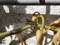 Chorthippus brunneus