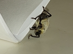 Curculionidae