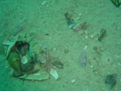 Amblyrhynchote honckenii