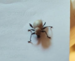 Curculionidae