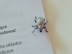 Curculionidae